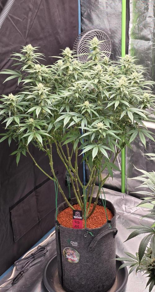 RS11 - Traphouse Genetics. Week 18