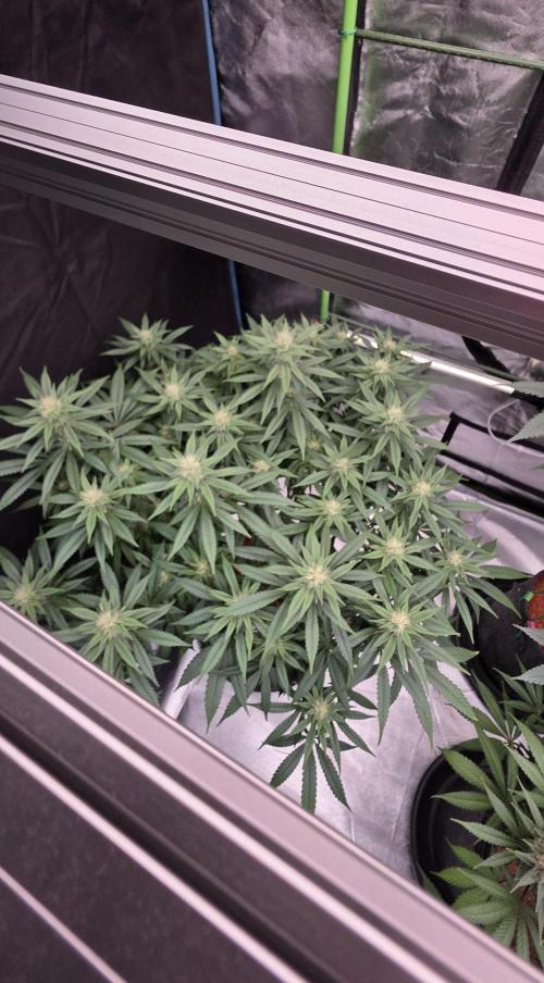RS11 - Traphouse Genetics. Week 18