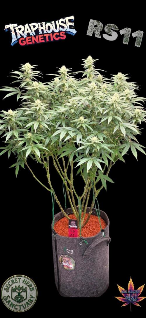 RS11 - Traphouse Genetics. Week 18