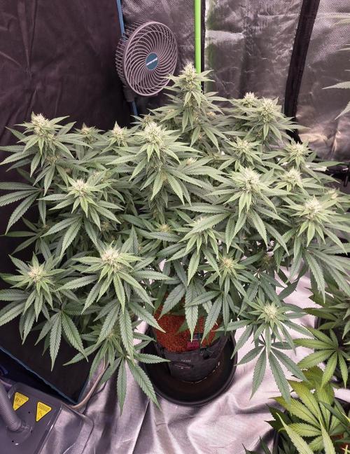 RS11 - Traphouse Genetics. Week 18
