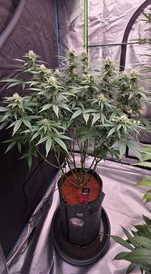 RS11 - Traphouse Genetics. Week 18