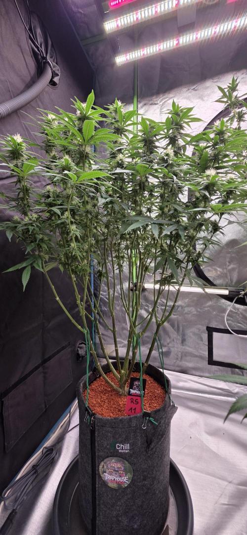 RS11 - Traphouse Genetics. Week 18