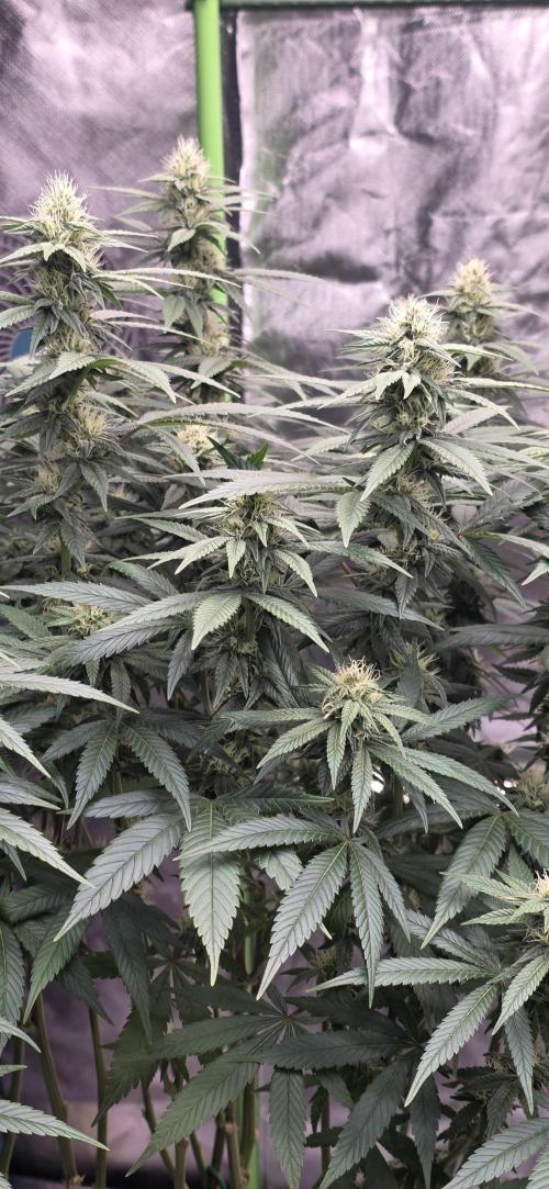 RS11 - Traphouse Genetics. Week 18