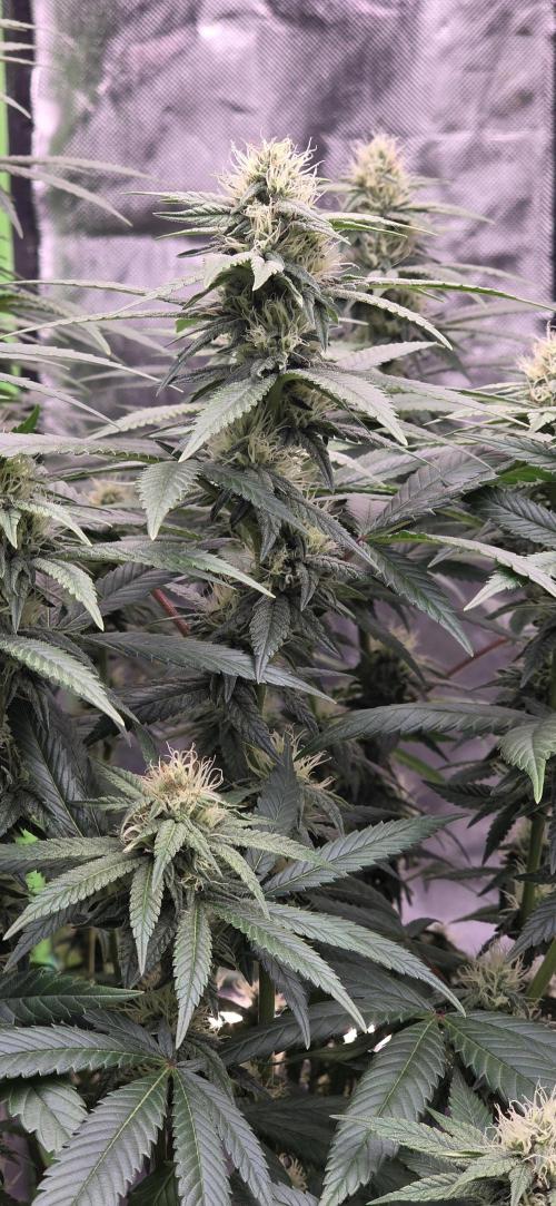 RS11 - Traphouse Genetics. Week 18