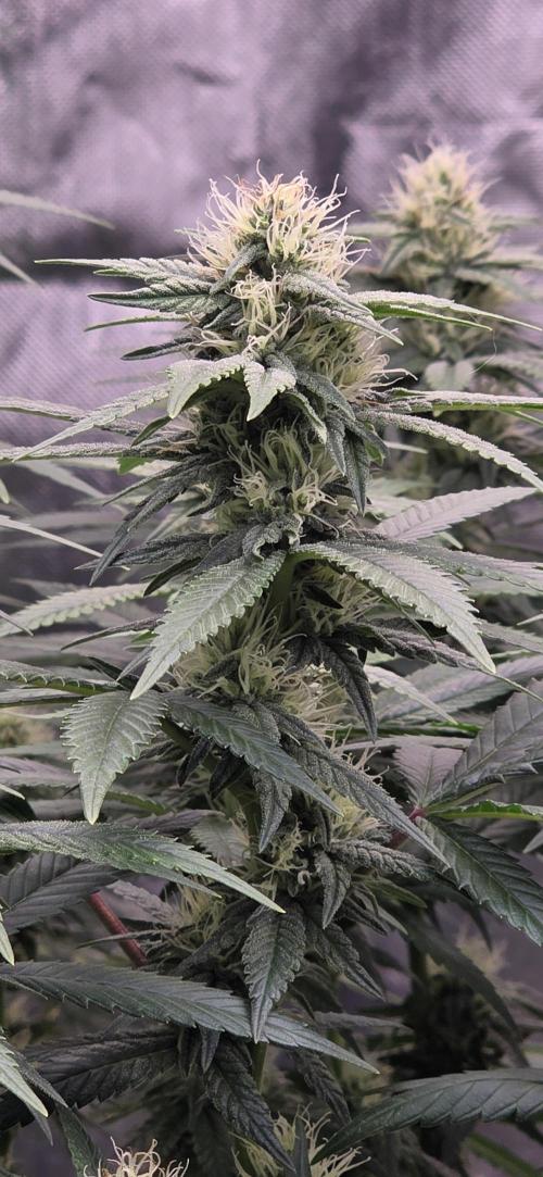 RS11 - Traphouse Genetics. Week 18