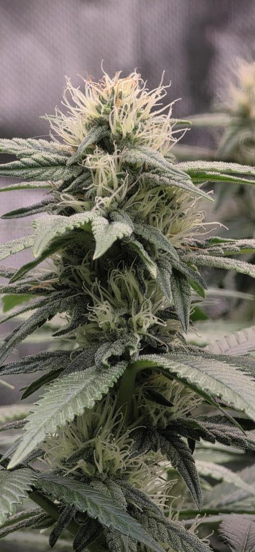 RS11 - Traphouse Genetics. Week 18