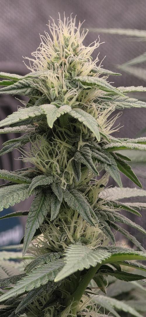 RS11 - Traphouse Genetics. Week 18