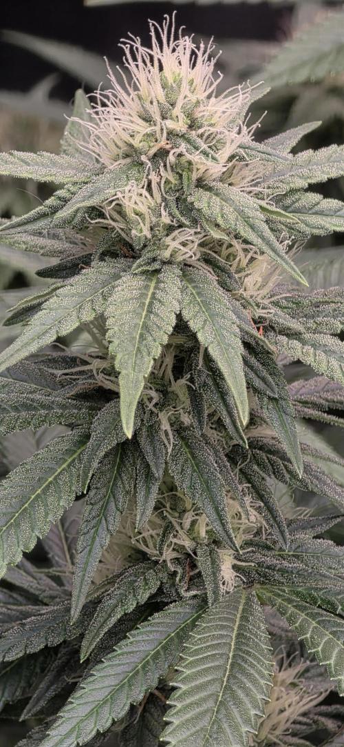 RS11 - Traphouse Genetics. Week 18