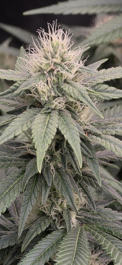 RS11 - Traphouse Genetics. Week 18