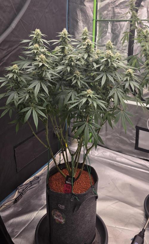 RS11 - Traphouse Genetics. Week 19