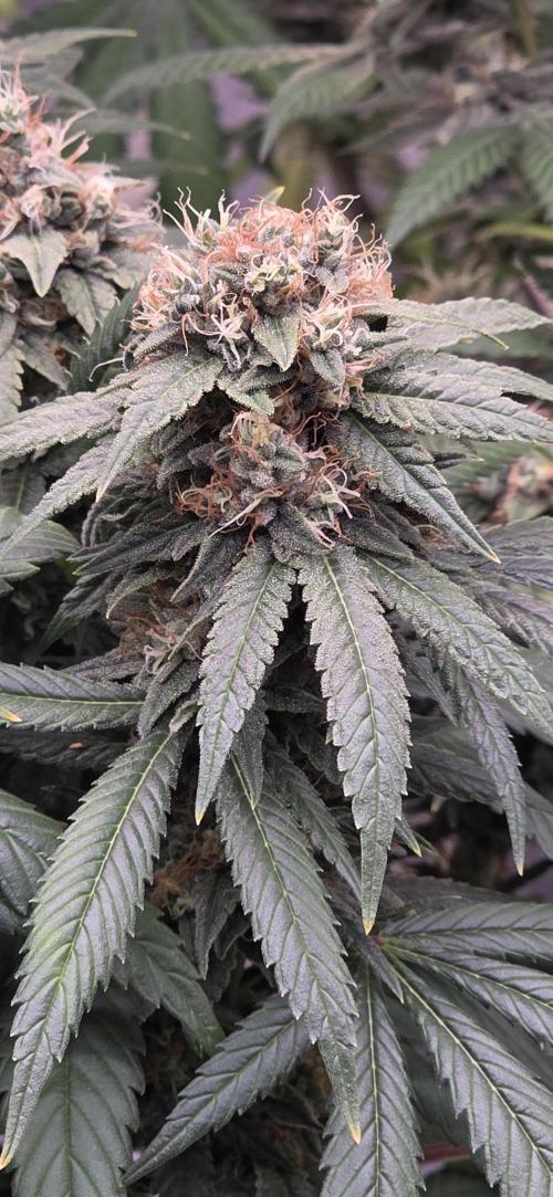 RS11 - Traphouse Genetics. Week 20