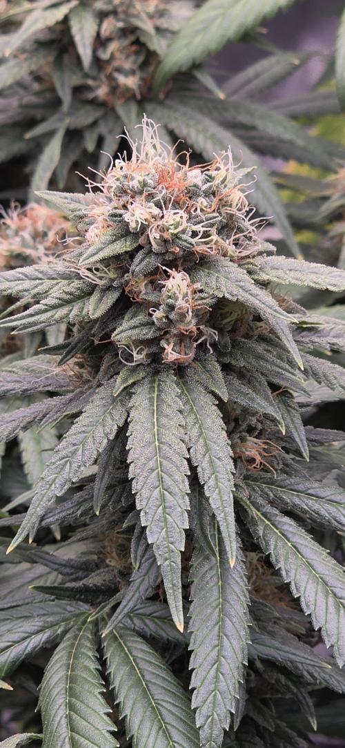 RS11 - Traphouse Genetics. Week 20