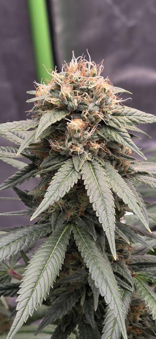 RS11 - Traphouse Genetics. Week 20