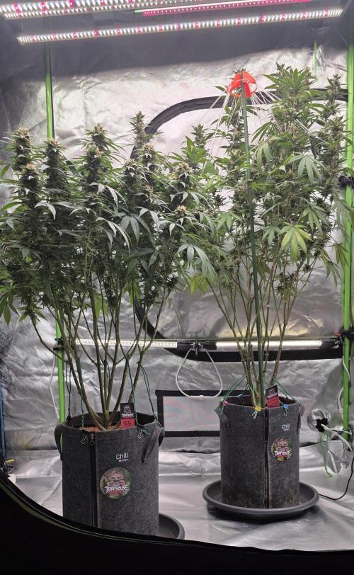 RS11 - Traphouse Genetics. Week 20