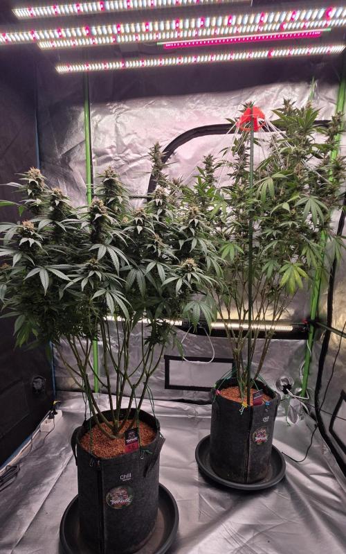 RS11 - Traphouse Genetics. Week 20