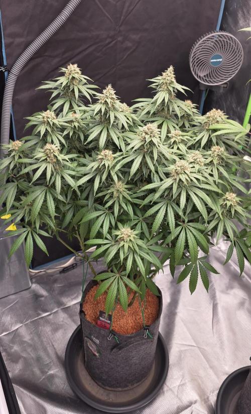 RS11 - Traphouse Genetics. Week 20