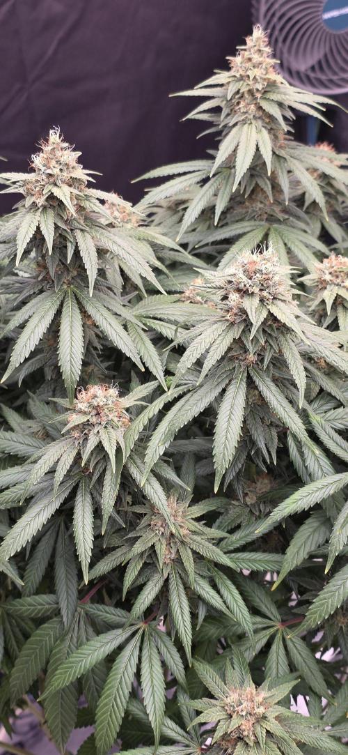 RS11 - Traphouse Genetics. Week 20