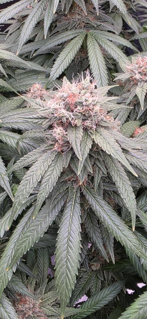 RS11 - Traphouse Genetics. Week 20