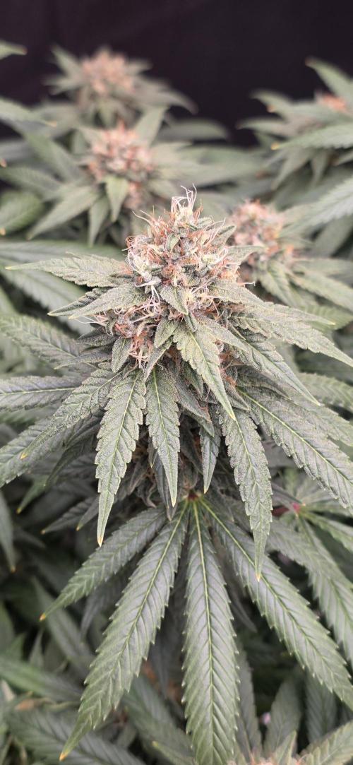 RS11 - Traphouse Genetics. Week 20