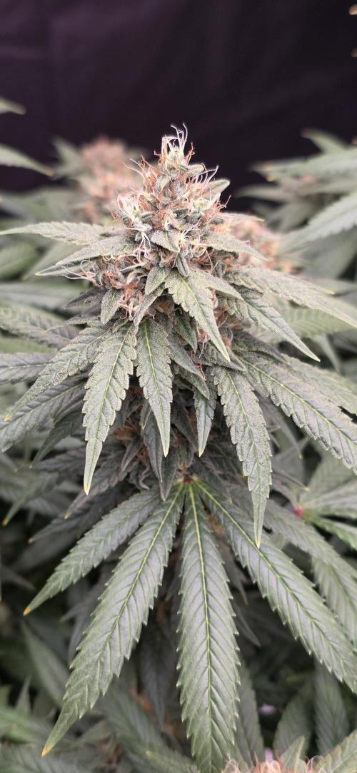 RS11 - Traphouse Genetics. Week 20