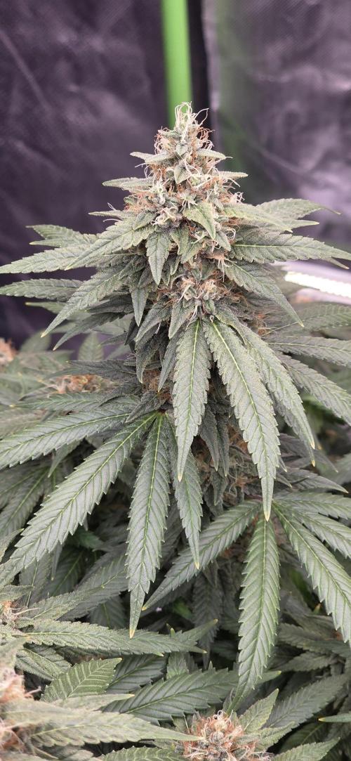 RS11 - Traphouse Genetics. Week 20