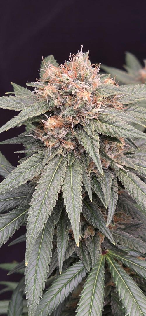 RS11 - Traphouse Genetics. Week 20