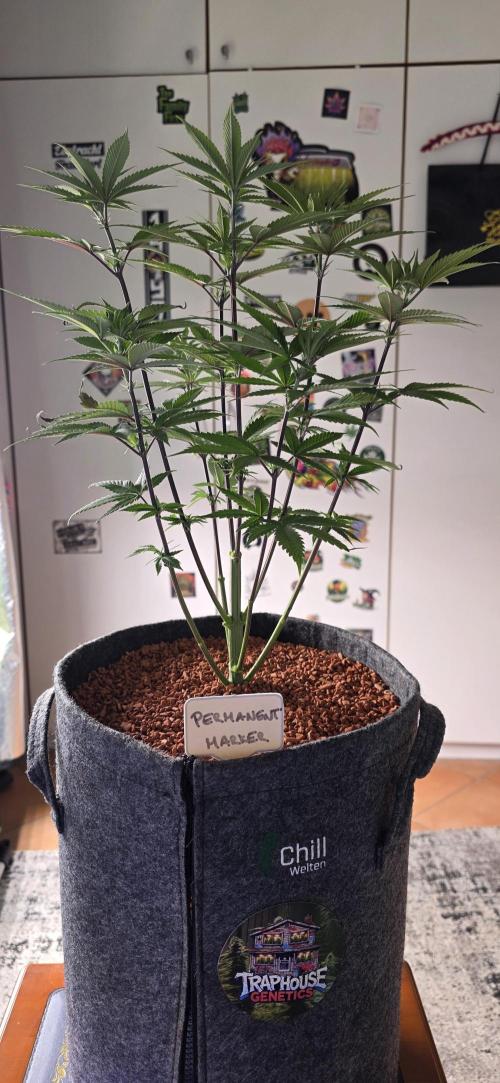 PM die 2.. Week 8