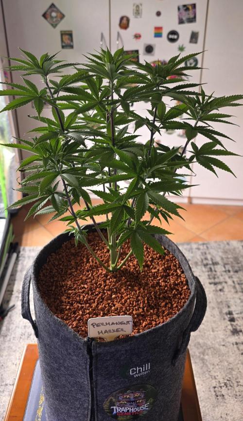 PM die 2.. Week 8