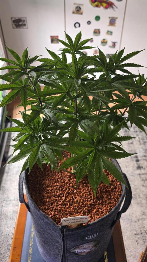 PM die 2.. Week 8