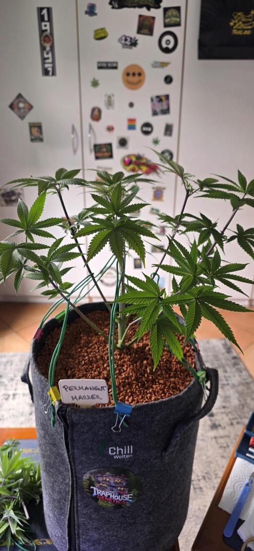 PM die 2.. Week 8