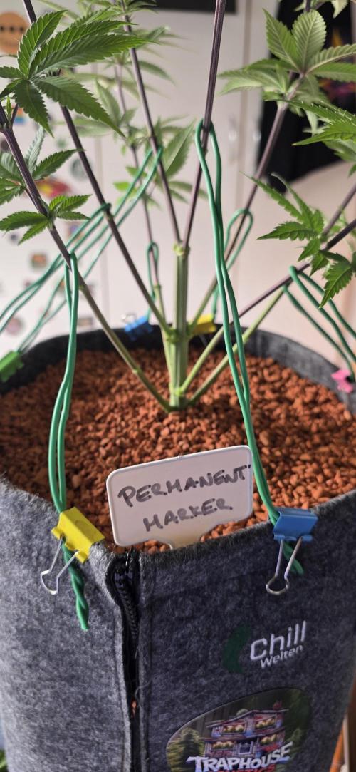 PM die 2.. Week 8