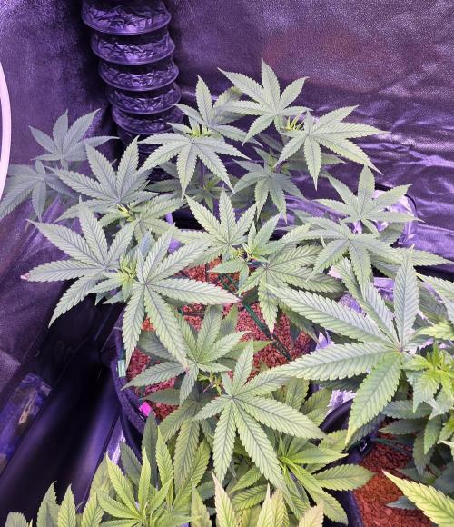 PM die 2.. Week 8