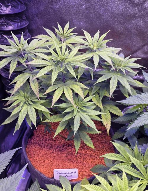 PM die 2.. Week 8