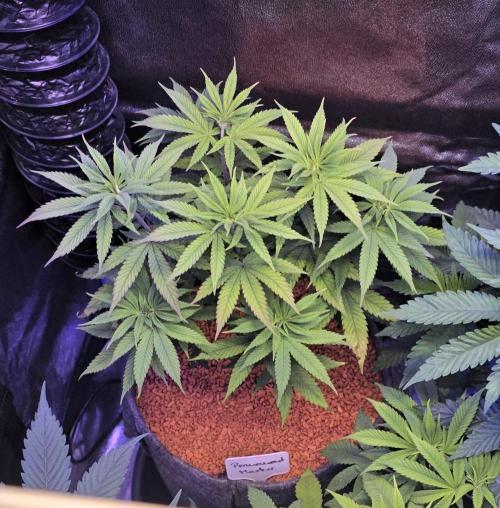 PM die 2.. Week 8