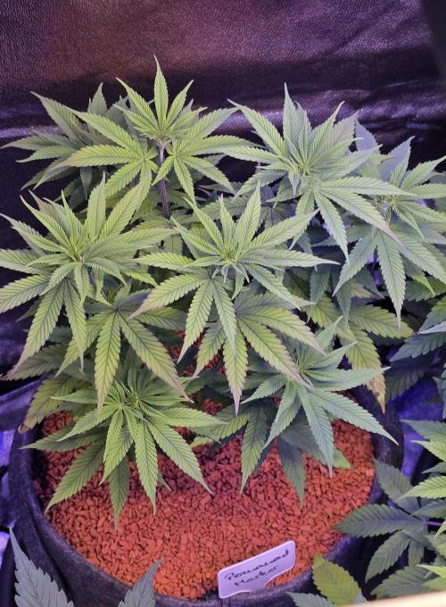 PM die 2.. Week 8