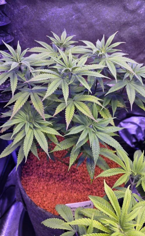 PM die 2.. Week 8