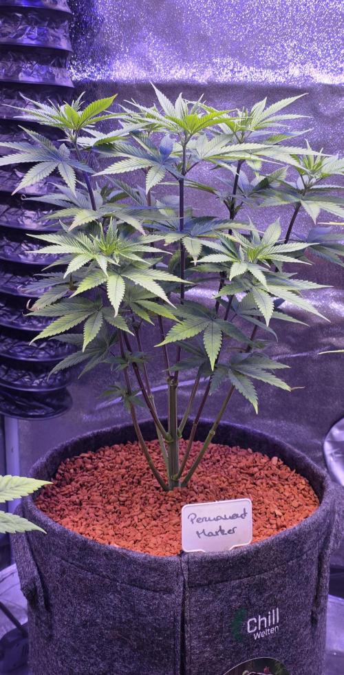 PM die 2.. Week 8