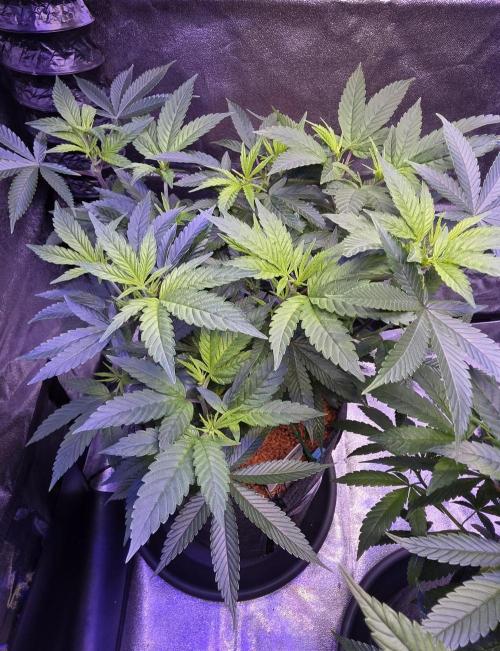 PM die 2.. Week 9