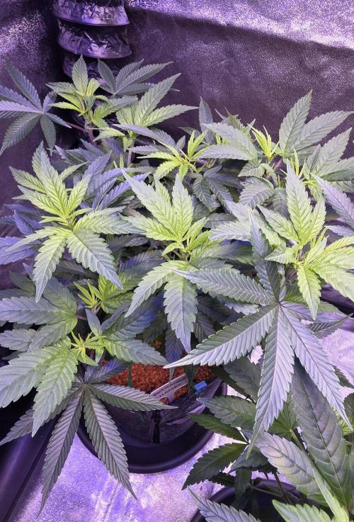 PM die 2.. Week 9