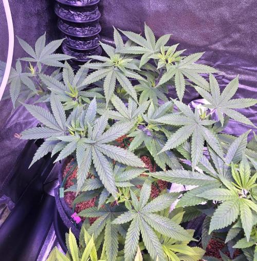 PM die 2.. Week 9