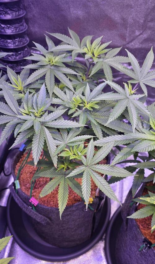 PM die 2.. Week 9