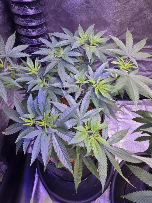 PM die 2.. Week 9