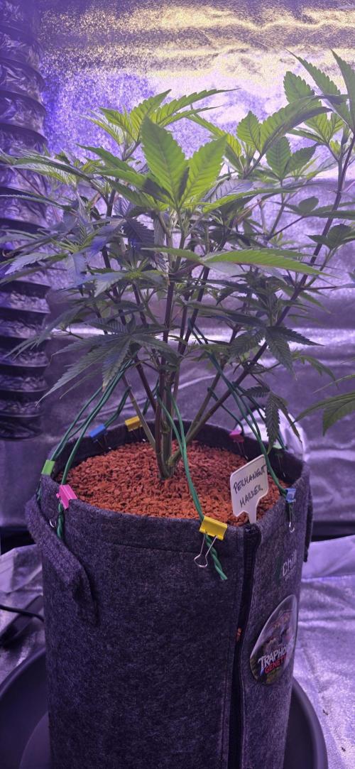 PM die 2.. Week 9