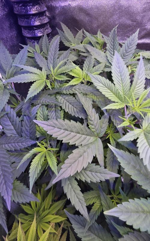 PM die 2.. Week 10