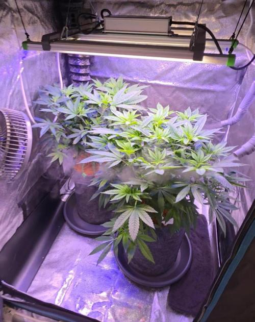 PM die 2.. Week 10