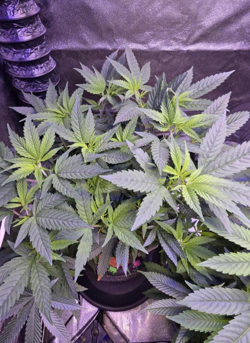 PM die 2.. Week 10