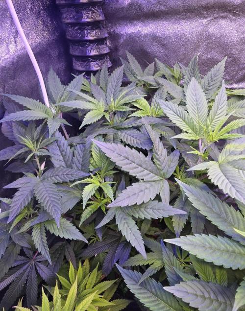 PM die 2.. Week 10