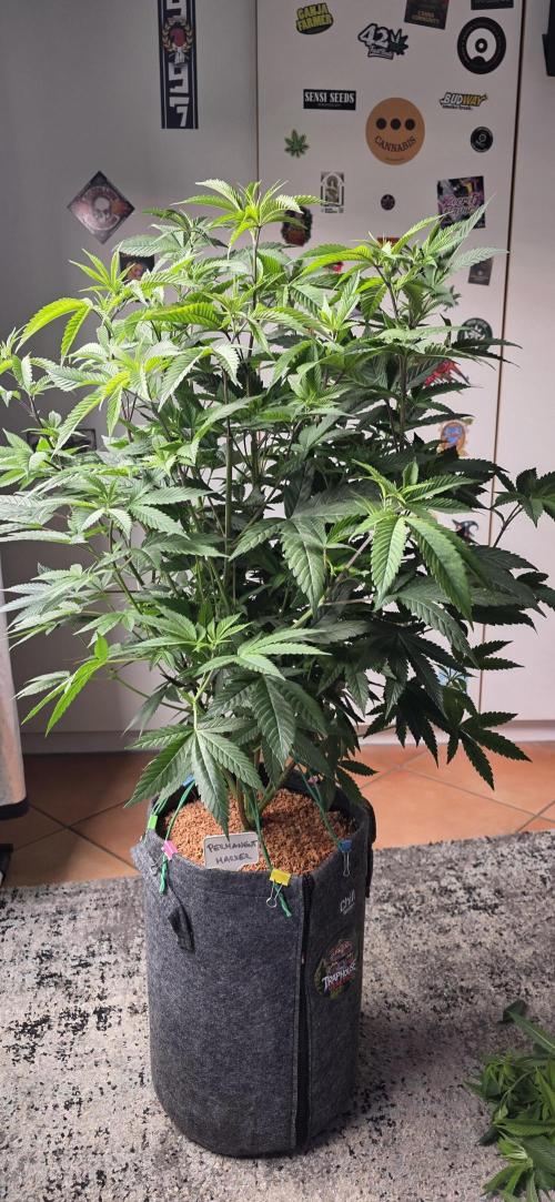 PM die 2.. Week 11