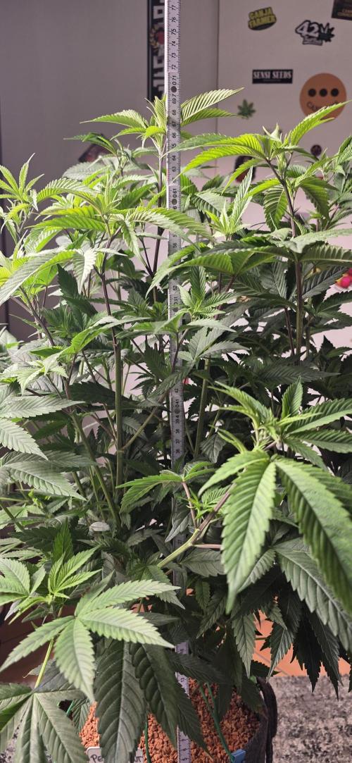 PM die 2.. Week 11