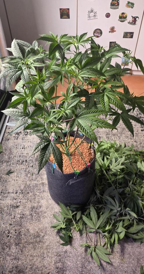 PM die 2.. Week 11